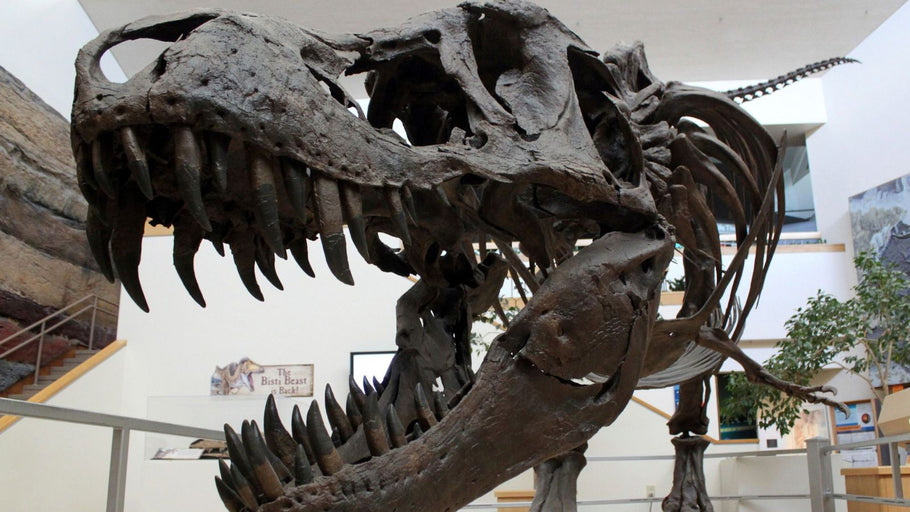 Rich people are buying up dinosaurs because museums are too poor to get them