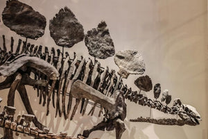 13 Dinosaur “Facts” Scientists Wish You’d Stop Believing