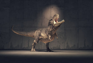 Dinosaur Roaring  Photo Backgrounds