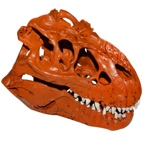 Resin T-Rex Skull Replica